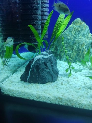 Żwirek Do Akwarium Malawi Biały Naturalny 1-4mm 8kg na Arena.pl