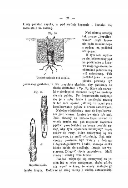 Kultura winorośli Konrad Niklewicz reprint 1893 zdjęcie 9