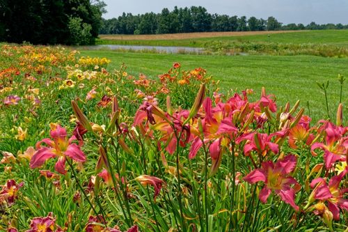 Liliowiec 'Strawberry Candy' Jasno-Różowy (Hemerocallis) Doniczka 2.0L na Arena.pl