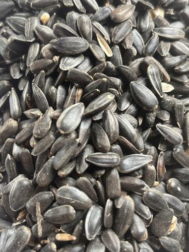 Słonecznik czarny 14 kg karma dla papug ziarno dla ptaków GRTIS kula tluszc na Arena.pl