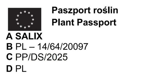 WIERZBA BIAŁA płacząca - sadzonki 170 / 190 cm na Arena.pl