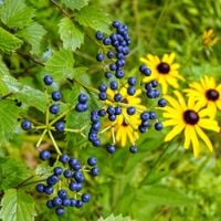 Kalina ząbkowana 'Blue Muffin' (Viburnum dentatum) Doniczka 10L