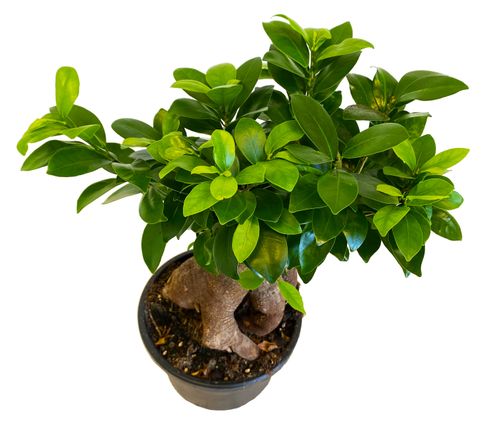 Bonsai Fikus Microcarpa GINSENG 45 cm na Arena.pl
