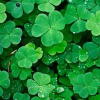 MIKROKONICZYNA drobnolistna KONICZYNA trawa nasiona 100 m² 0,5kg