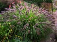 TRAWA ROZPLENICA Red Head - sadzonki 30 / 50 cm