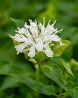 Pysznogłówka ogrodowa Schneewittchen - Monarda hybrida