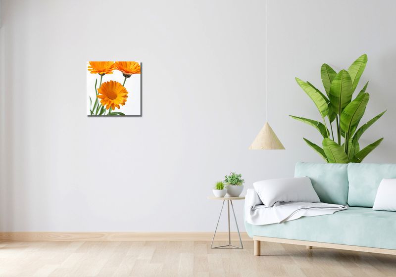 Obraz 40x40cm Słoneczne Kalendule zdjęcie 2