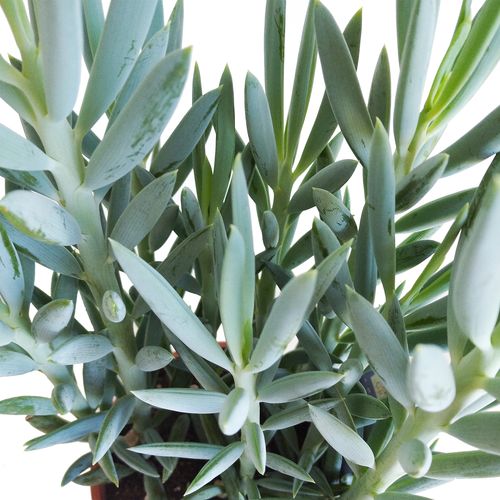 Starzec Senecio Mount Everest 40cm na Arena.pl