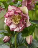 CIEMIERNIK HELLEBORUS DOUBLE ELLEN PICOTEE sadzonka 2 letnia doniczka