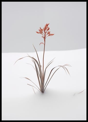 Plakat 50x70cm Subtelność Natury na Arena.pl