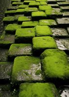 Plakat 67,5x95cm Zielona Mozaika