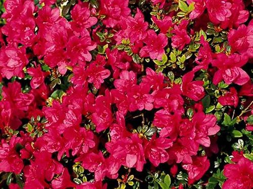 Azalia japońska Gislinde C2 E na Arena.pl