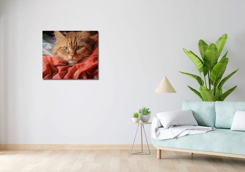 Obraz 70x60cm Mruczący Spokój na Arena.pl