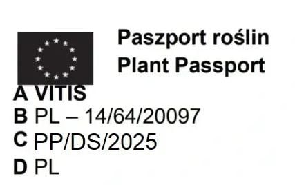 WINOGRON szczepiony ciemno filetowy - sadzonki 60 / 80 cm na Arena.pl