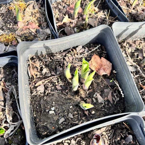 Funkia Hosta 'Color Festival' W DONICZCE 2.0L, żółto zielone liście na Arena.pl