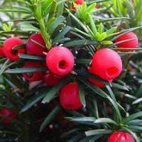 M Cis pospolity taxus baccata żywopłot