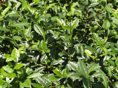Herbata chińska camellia sinensis C1 na Arena.pl