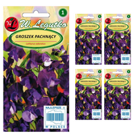 Nasiona Groszek pachnący wiśniowy fioletowy, 15g