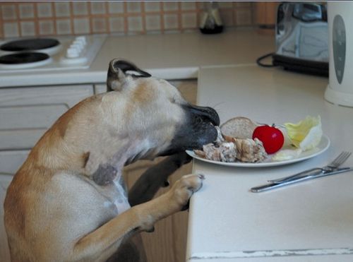 Pet Corrector 200ml na Arena.pl