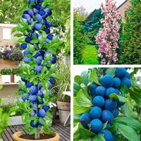 SADZONKI DRZEWKA OWOCOWE ŚLIWA KOLUMNOWA FRUCA MROZOODPORNA BARDZO