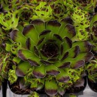 Rojnik 'Reinhard' Na skalniak, Duża rozeta (Sempervivum) P9
