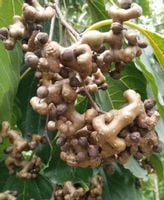 HOWENIA ACERBA Hovenia acerba - NASIONA 5000 sztuk - 100g.