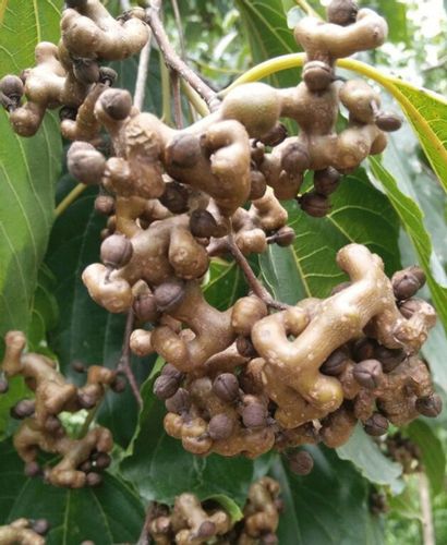 HOWENIA ACERBA Hovenia acerba - NASIONA 5000 sztuk - 100g. na Arena.pl