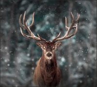 Tło do fotografii produktowej kulinarnej Flat Lay