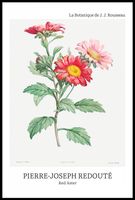 Plakat 61x91,5cm Design Red Aster, Redoute Vintage do Salonu