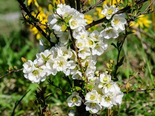 Pigwowiec pośredni JET TRAIL Białe kwiaty C2 na Arena.pl