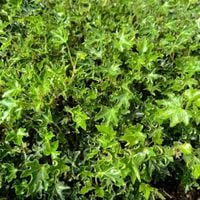 Bluszcz pospolity 'Ivalace' (Hedera helix) duży dwuletni w doniczce P11