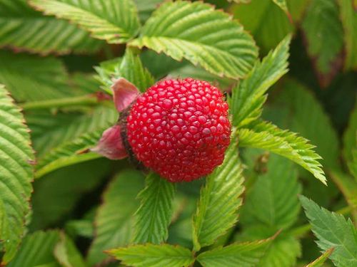 Malinotruskawka (Rubus illecebrosus) C2 na Arena.pl