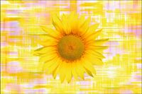 Tło fotograficzne Produktowe FLAT LAT Kulinarne