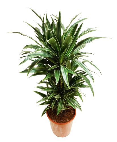 DRACENA WARNECKI 105 cm na Arena.pl