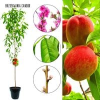 Brzoskwinia Candor do amatorskiej uprawy 180-220 cm