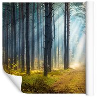 Fototapeta Las Drzewa Ścieżka NATURA do Sypialni 135x90