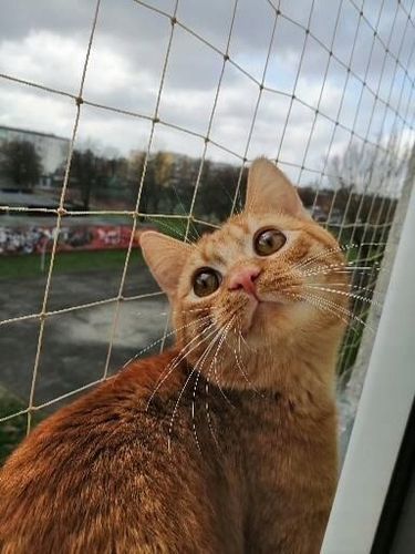 ZESTAW SIATKA NA BALKON DLA KOTA 4x2 BEZ WIERCENIA MARKA BEZPIECZNE KOTY na Arena.pl