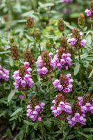 Głowienka Gruss aus Isernhagen - Prunella hybrida