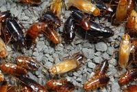 KARACZAN TURECKI SEMI/SUB/ADULT ~2CM 100 SZTUK