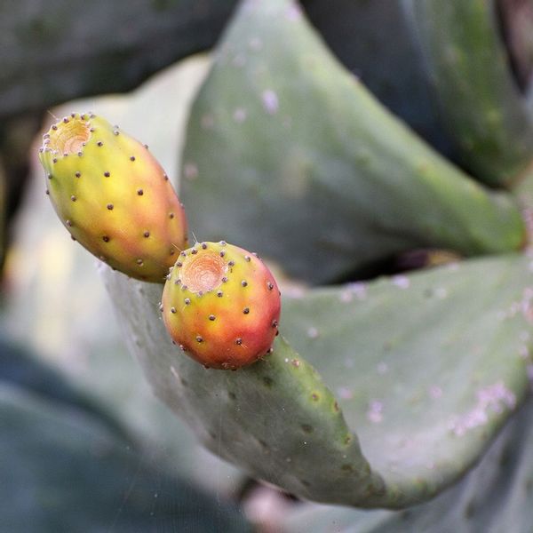 Hydrolight Suplement Redukcja Wody Cellulitu Detox zdjęcie 6