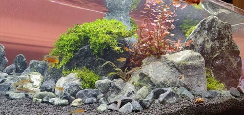 ŻWIREK CZARNY 1-3 mm PODŁOŻE DO AKWARIUM 25kg na Arena.pl