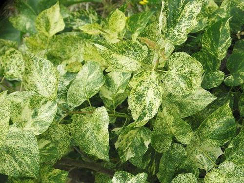 Lilak pospolity Aucubaefolia C3 na Arena.pl