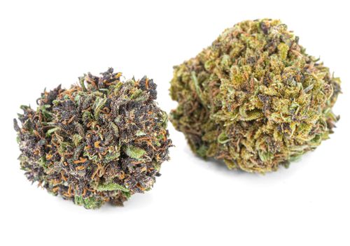 Susz konopny CBD Czarna Pantera SUPER AMSTERDAM 1g na Arena.pl