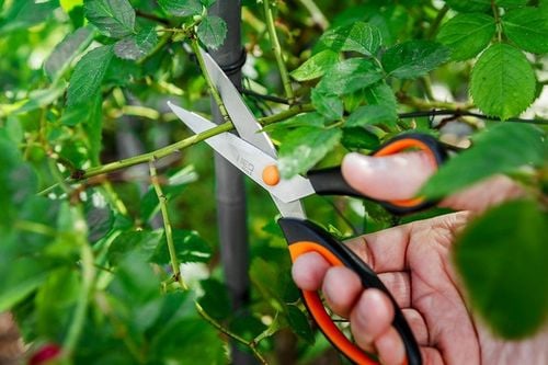 nożyczki 215mm, - t n64-005 na Arena.pl