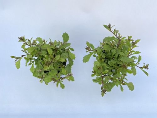 Scewola (Scaevola) różowa, sadzonka na Arena.pl