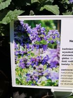 Kocimiętka żyłkowa Neptune miododajna bylina na skalniak