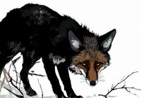 Plakat 100x70cm Nieufny Lis