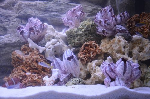 5KG WAPIEN CZERWONY ZESTAW SKAŁ DO AKWARIUM MALAWI na Arena.pl