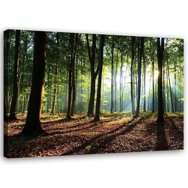 Emaga Obraz na płótnie, Las o wschodzie słońca - 90x60 zdjęcie 1