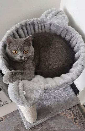 Drapak dla kota legowisko domek budka 53cm (F062) na Arena.pl